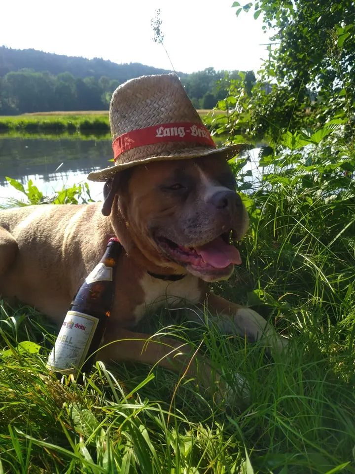 Hund mit Lang-Bräu Hut und Hell am See